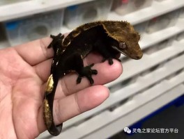 灵龟论坛(灵龟论坛上的小游戏)