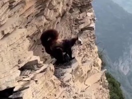 纵身一跃(纵身一跃电影在线播放免费)
