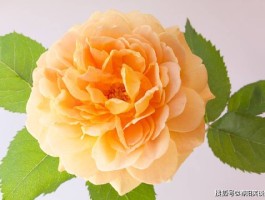 经典短语(错过了就错过了的句子经典短语)