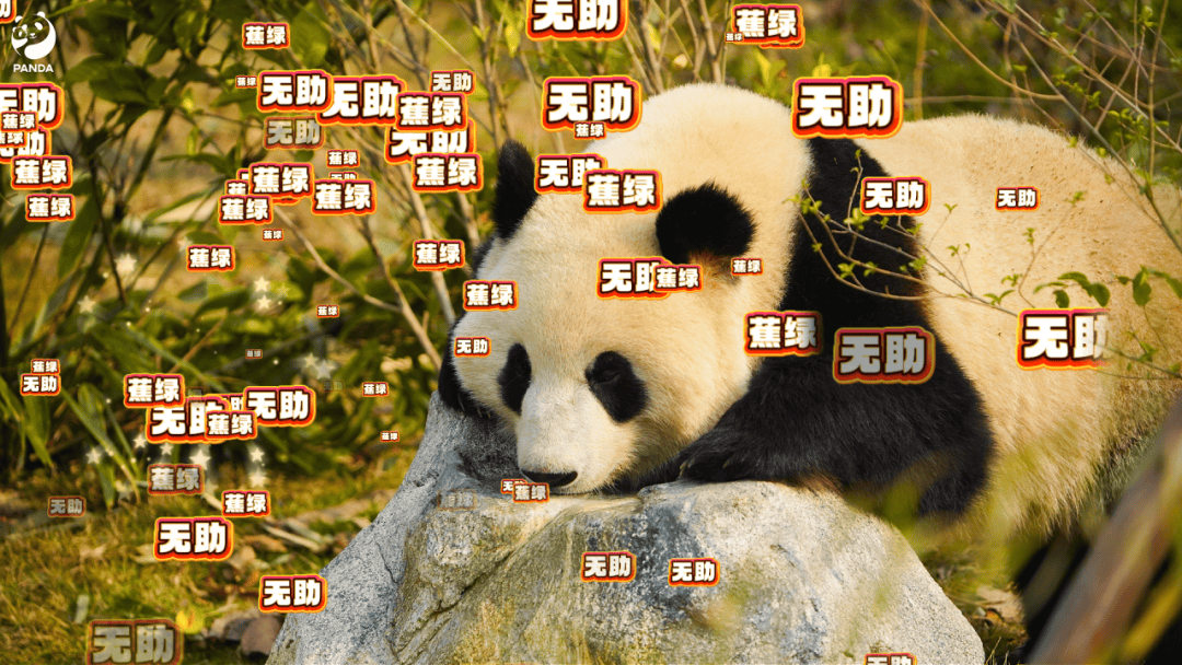 熊猫的后现代生活(熊猫现在的生存状态是怎样) 熊猫的后现代生活(熊猫现在的生存状态是怎样)