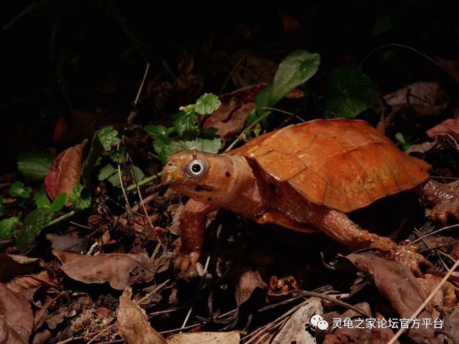 灵龟之家论坛(灵龟之家论坛在线观看) 灵龟之家论坛(灵龟之家论坛在线观看)